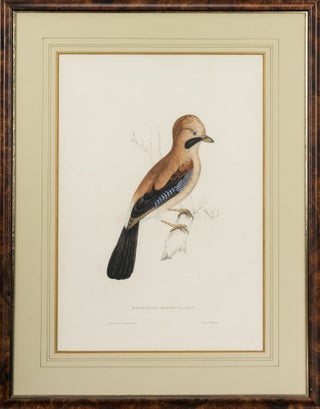 Item #124111 Garrulus bispecularis [Eurasian Jay]. John GOULD, Elizabeth GOULD