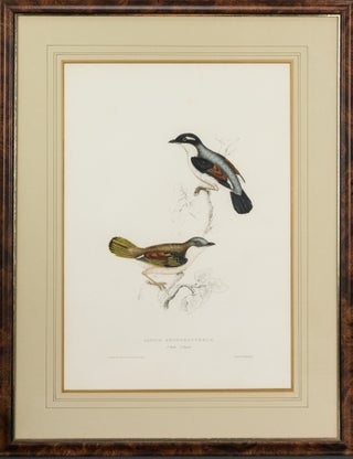 Item #124113 Lanius erythropterus [Himalayan Shrike-babbler]. John GOULD, Elizabeth GOULD