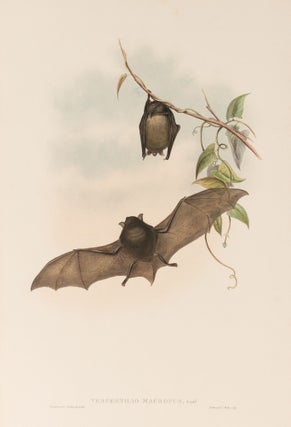 Item #124126 Vespertilio macropus [actually Myotis macropus; Southern Large-footed Bat]. John...