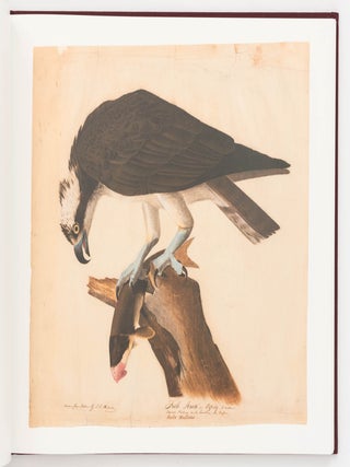 Audubon. Early Drawings