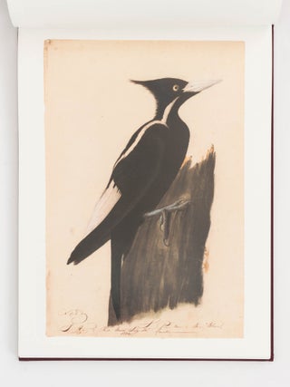 Audubon. Early Drawings