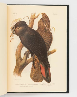 The Cockatoos and Nestors of Australia