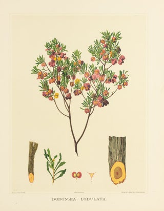 Item #127187 Dodonaea lobulata [Lobed Leaf Hop Bush]. J. E. BROWN, Rosa FIVEASH, Harcourt BARRETT
