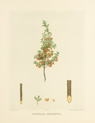 Item #127189 Dodonaea microzyga [Brilliant Hop-bush]. J. E. BROWN, and Harcourt BARRETT, Rosa...