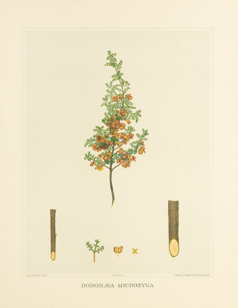 Item #127189 Dodonaea microzyga [Brilliant Hop-bush]. J. E. BROWN, and Harcourt BARRETT, Rosa FIVEASH, attributed.