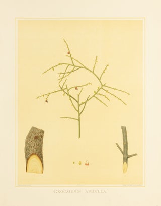 Item #127190 Exocarpus aphylla [Leafless Ballart]. J. E. BROWN, and Harcourt BARRETT, Rosa...