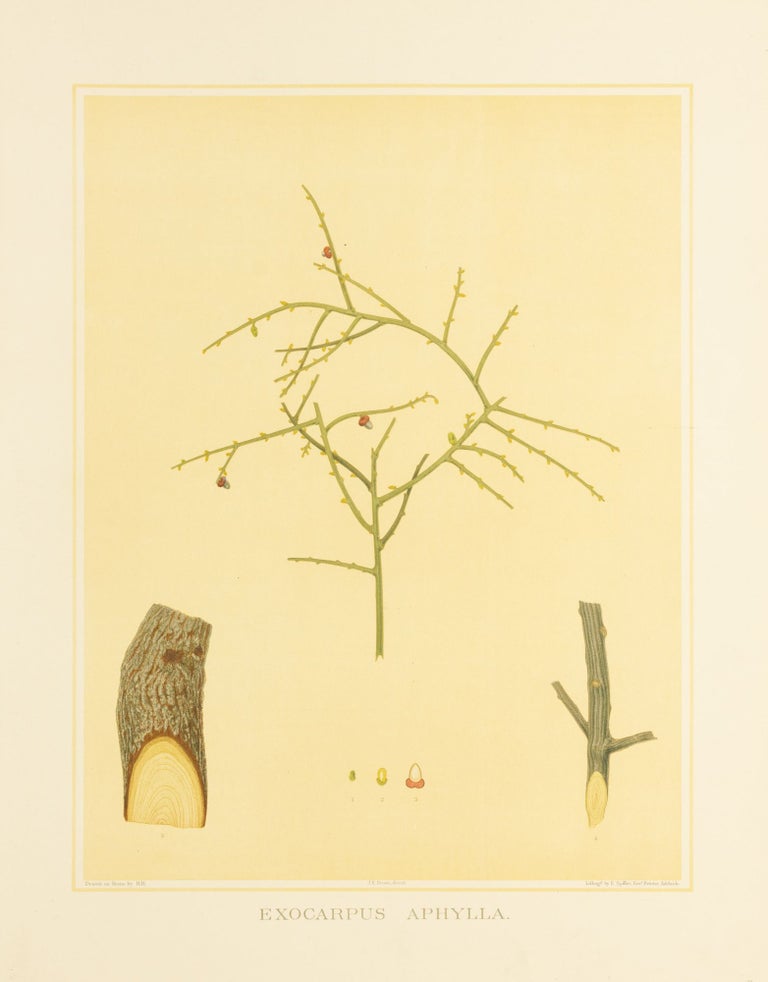 Item #127190 Exocarpus aphylla [Leafless Ballart]. J. E. BROWN, and Harcourt BARRETT, Rosa FIVEASH, attributed.