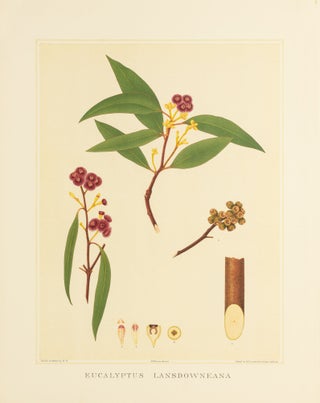 Item #127191 Eucalyptus lansdowneana [Crimson Mallee]. J. E. BROWN, and Harcourt BARRETT, Rosa...