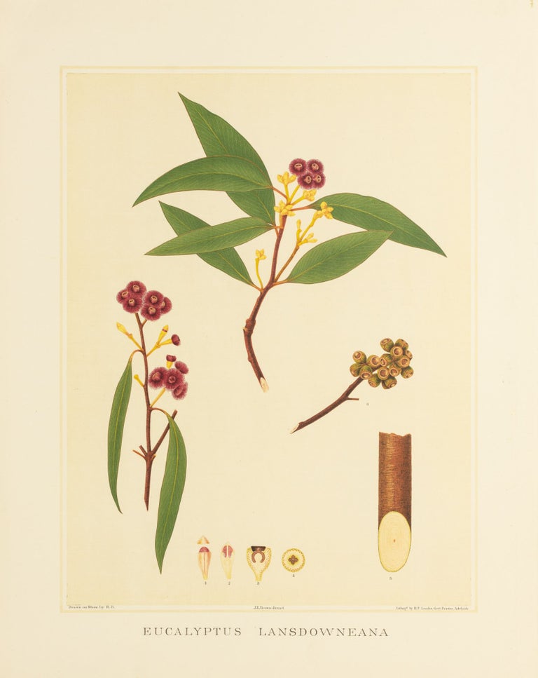 Item #127191 Eucalyptus lansdowneana [Crimson Mallee]. J. E. BROWN, and Harcourt BARRETT, Rosa FIVEASH, attributed.