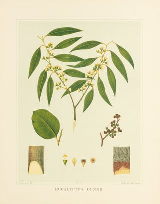 Item #127192 Eucalyptus gunnii [Cider Gum]. J. E. BROWN, Rosa FIVEASH, Harcourt BARRETT
