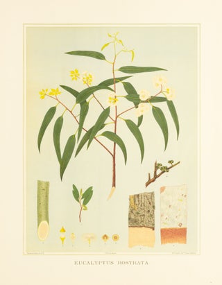 Item #127193 Eucalyptus rostrata [River Red Gum]. J. E. BROWN, and Harcourt BARRETT, Rosa...