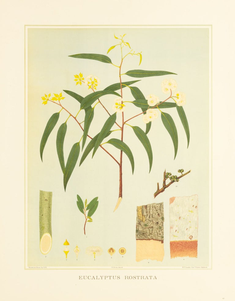 Item #127193 Eucalyptus rostrata [River Red Gum]. J. E. BROWN, and Harcourt BARRETT, Rosa FIVEASH, attributed.