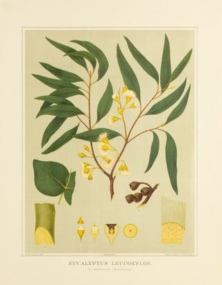 Item #127194 Eucalyptus leucoxylon, var. Macrocarpa (White flowering) [Yellow Gum]. J. E. BROWN,...