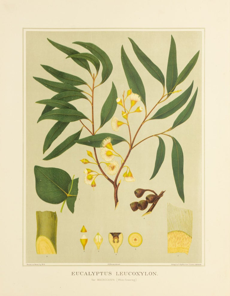 Item #127194 Eucalyptus leucoxylon, var. Macrocarpa (White flowering) [Yellow Gum]. J. E. BROWN, and Harcourt BARRETT, Rosa FIVEASH, attributed.