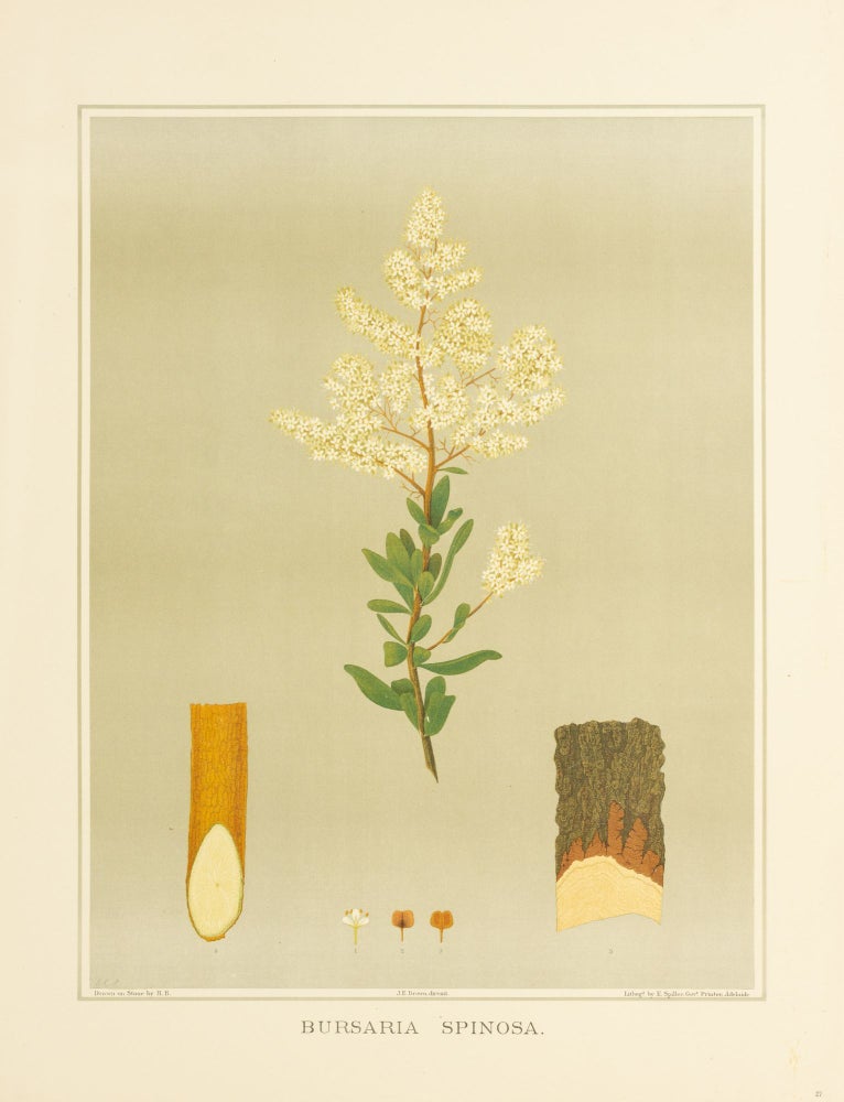 Item #127197 Bursaria spinosa [Sweet Bursaria]. J. E. BROWN, Rosa FIVEASH, Harcourt BARRETT.