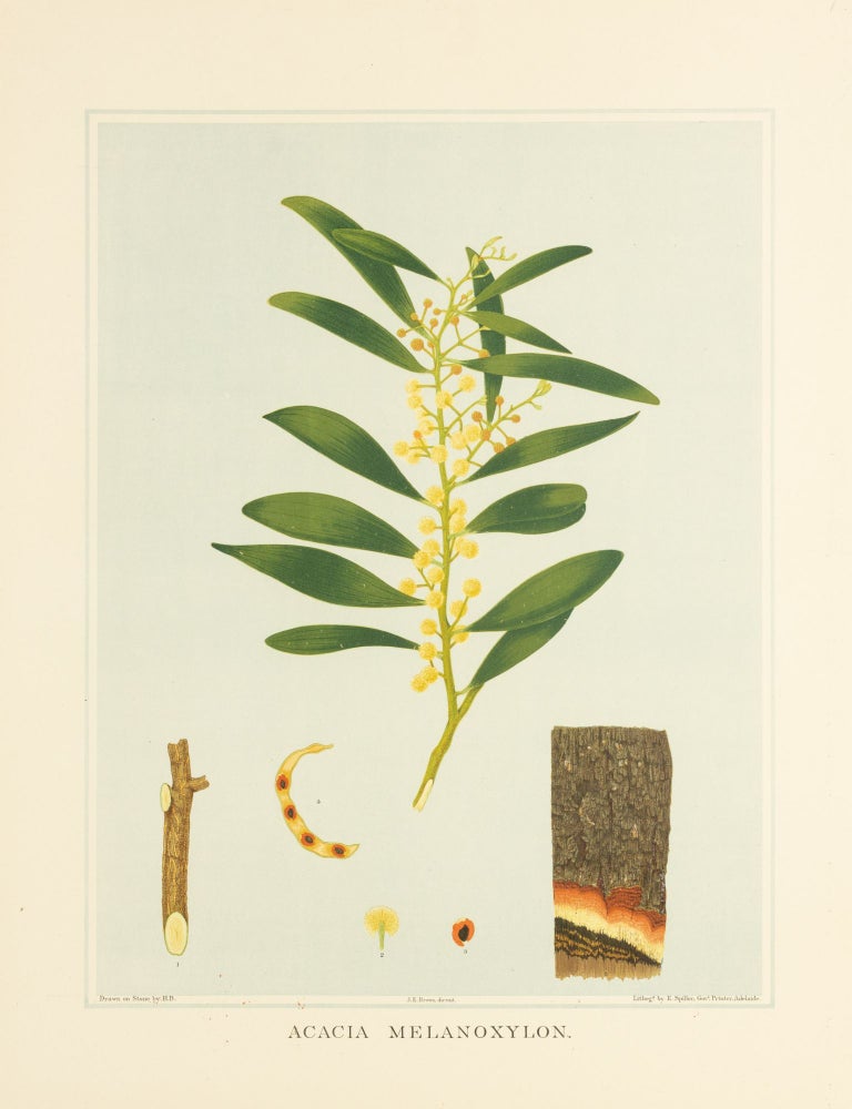 Item #127198 Acacia melanoxylon [Australian Blackwood]. J. E. BROWN, and Harcourt BARRETT, Rosa FIVEASH, attributed.
