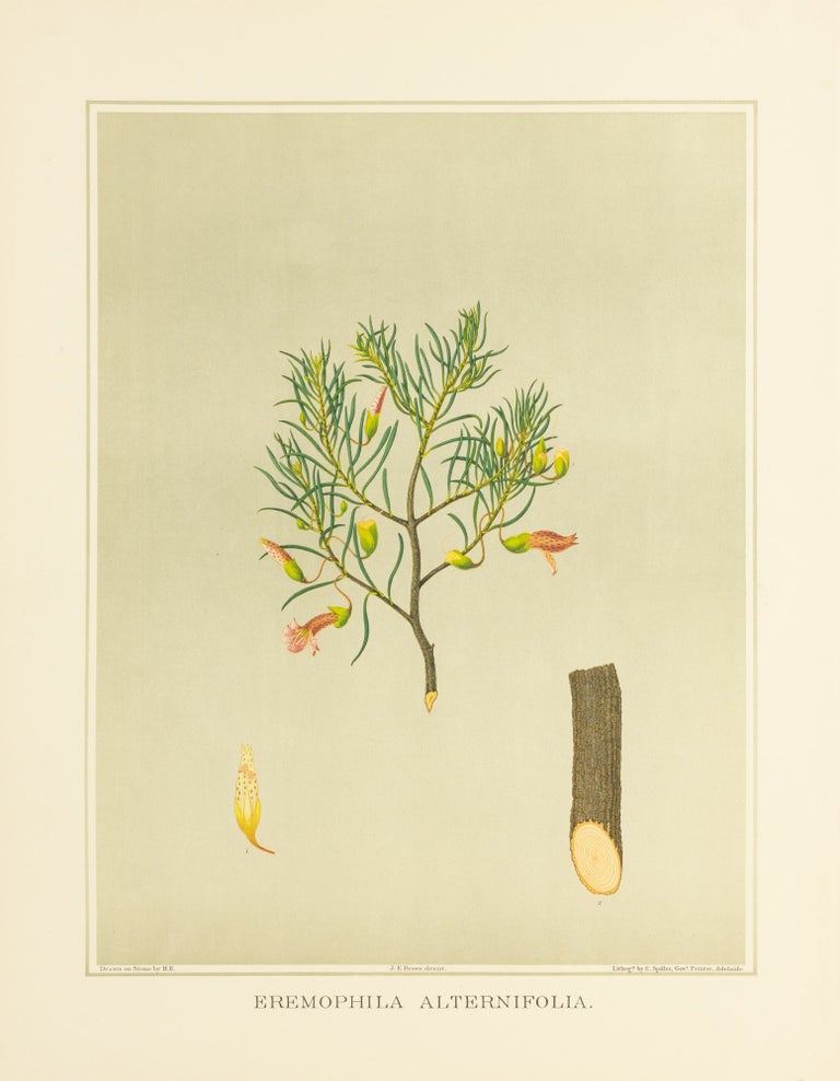 Item #127199 Eremophila alternifolia [Narrow-leaved Poverty Bush]. J. E. BROWN, and Harcourt BARRETT, Rosa FIVEASH, attributed.