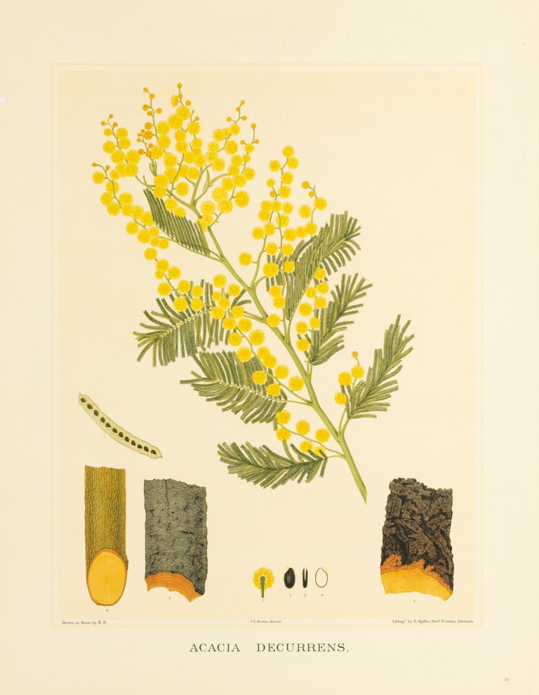 Item #127200 Acacia decurrens [Black Wattle]. J. E. BROWN, and Harcourt BARRETT, Rosa FIVEASH, attributed.