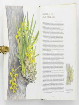 Orchids of Western Australia