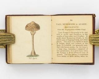 Botanical Illustrations of the Twenty-Four Classes in the Linnaean System of Vegetables, by Select Specimens of English Plants