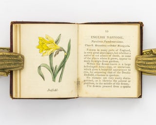 Botanical Illustrations of the Twenty-Four Classes in the Linnaean System of Vegetables, by Select Specimens of English Plants