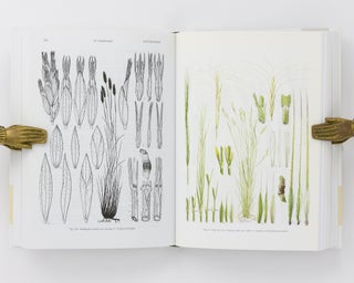 Grasses of South Australia. An Illustrated Guide to the Native and Naturalised Species