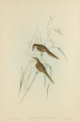 Item #132769 Sphenoeacus gramineus [Grass-loving Sphenoeacus]. John GOULD, Henry Constantine RICHTER