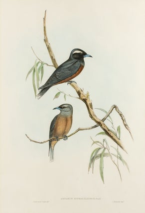 Item #132880 [White Eye-browed Wood Swallow]. John GOULD, Henry Constantine RICHTER