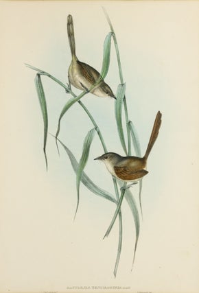 Item #132886 Dasyornis tenuirostris [Long-billed Bristle-bird]. John GOULD, Elizabeth GOULD