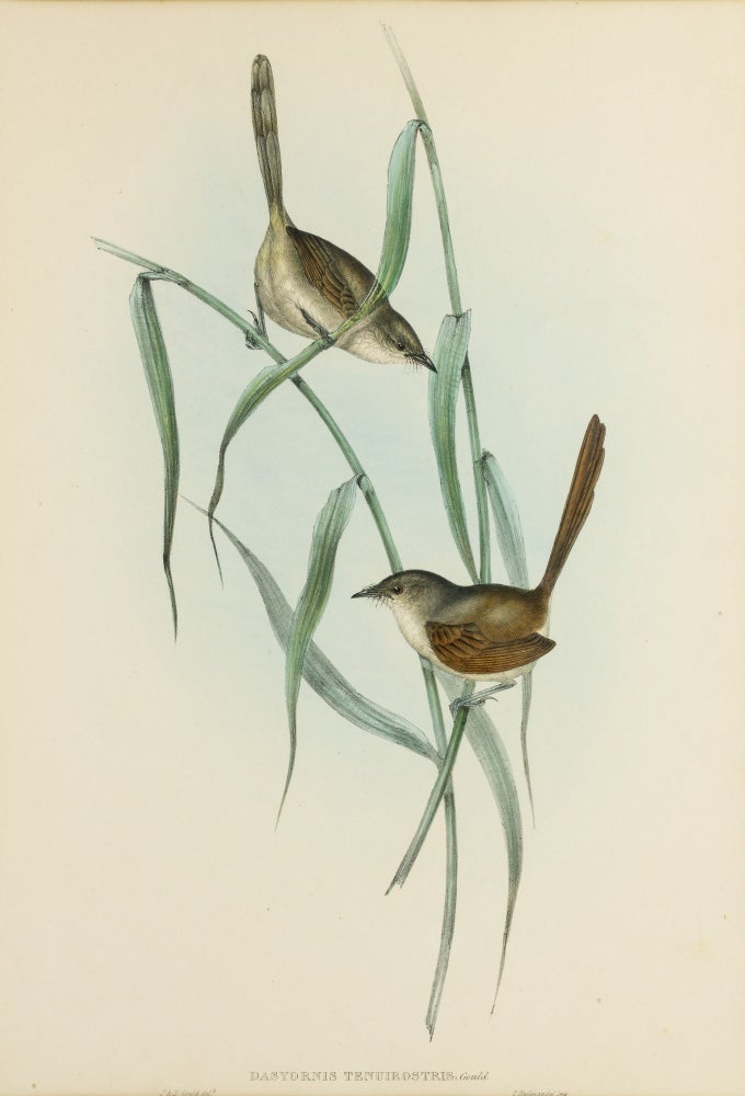 Item #132886 Dasyornis tenuirostris [Long-billed Bristle-bird]. John GOULD, Elizabeth GOULD.