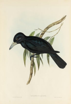 Item #132953 Cracticus Quoyii [Quoy's Crow Shrike]. John GOULD, Henry Constantine RICHTER