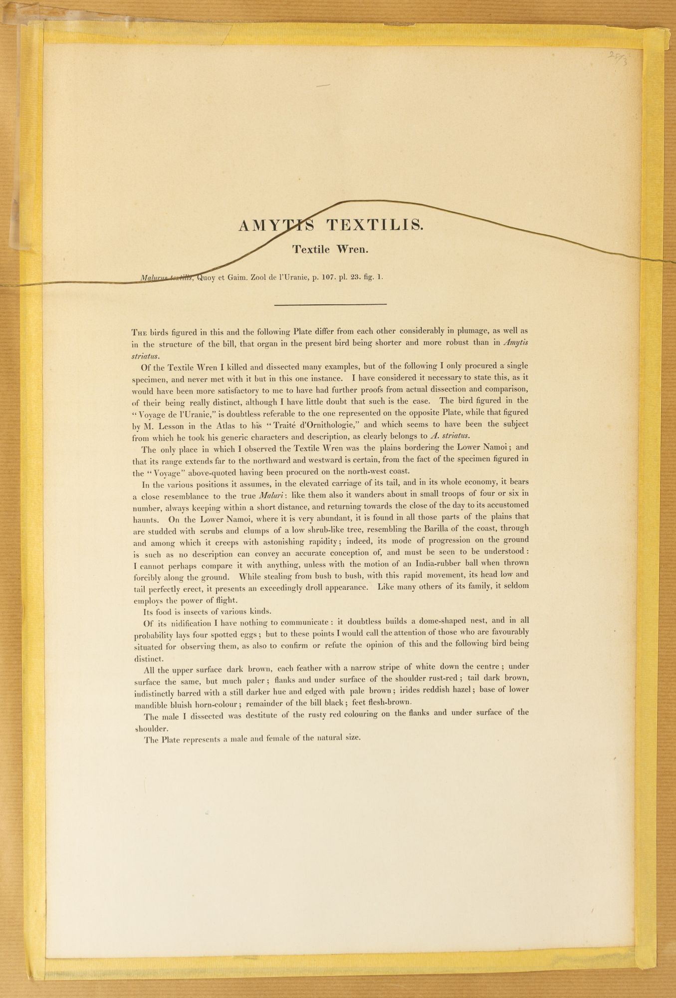 Amytis Amytis textilis Textile Wren | John GOULD, Elizabeth GOULD