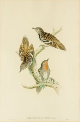 Item #132957 Orthonyx Novæ-Guineæ [Papuan Orthonyx]. John GOULD, William Matthew HART