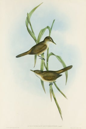 Item #132958 Acrocephalus longirostris [Long-billed Reed Warbler]. John GOULD, Henry Constantine...