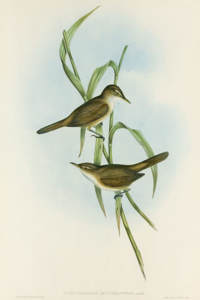 Item #132958 Acrocephalus longirostris [Long-billed Reed Warbler]. John GOULD, Henry Constantine RICHTER.