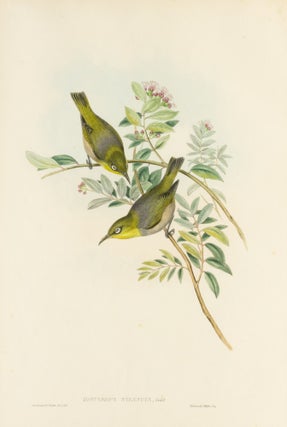 Item #132959 Zosterops strenuus [Robust Zosterops]. John GOULD, Henry Constantine RICHTER