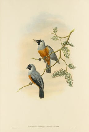 Item #132963 Monarcha periophthalmicus [Black-spectacled Flycatcher]. John GOULD, William Matthew...