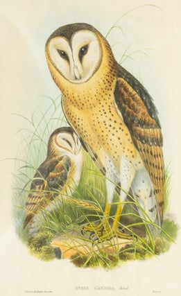 Item #132965 Strix candida [Grass-owl]. John GOULD, Henry Constantine RICHTER