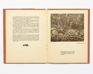 The Great Barrier Reef... A Series of Photographs by E.F. Pollock and Frank Hurley