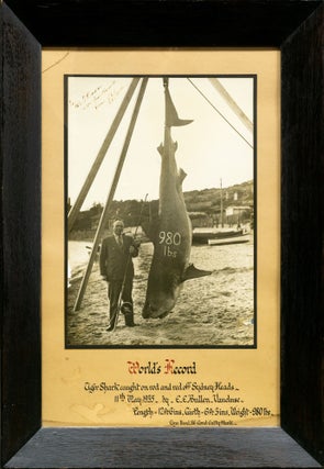 Item #133972 'World's Record. Tiger Shark caught on rod and reel off Sydney Heads, 11 May 1935,...