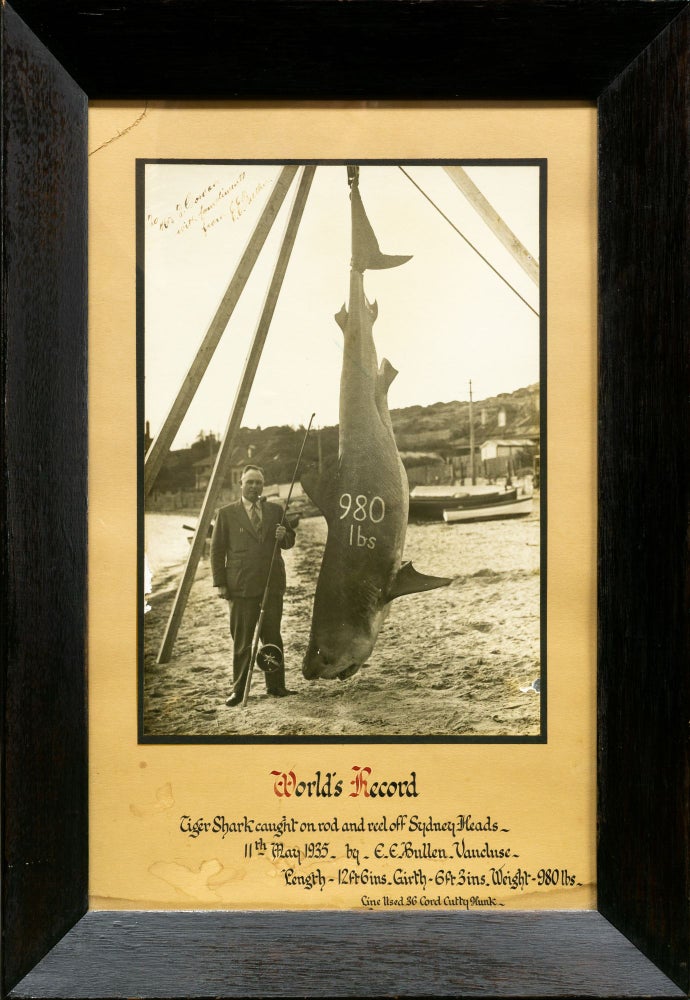 Item #133972 'World's Record. Tiger Shark caught on rod and reel off Sydney Heads, 11 May 1935, by E.E. Bullen, Vaucluse ...'. Big Game Fishing, Errol Eviot BULLEN.