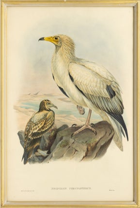Item #134323 Neophron percnopterus [Egyptian Vulture]. John GOULD, Joseph WOLF, Henry Constantine...