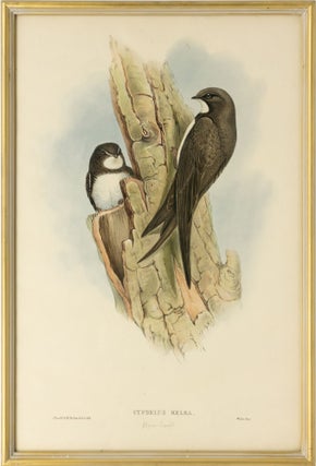 Item #134326 Cypselus melba [Alpine Swift]. John GOULD, Henry Constantine RICHTER