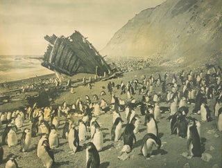 Item #134959 'Royal Penguins sunning themselves, Nuggets Beach' [Australasian Antarctic...