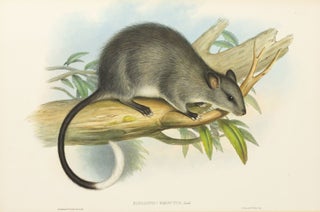 Item #136081 Hapalotis? hirsutus [Black-footed Tree-rat]. John GOULD, Henry Constantine RICHTER