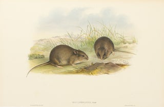 Item #136094 Mus lineolatus [Plain Rat]. John GOULD, Henry Constantine RICHTER