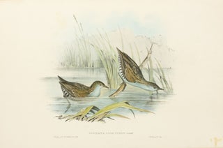Item #136097 Porzana palustris [Water Crake]. John GOULD, Henry Constantine RICHTER