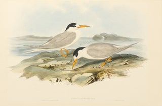 Item #136098 Sternula nereis [Australian Little Tern]. John GOULD, Henry Constantine RICHTER