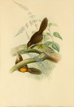 Item #136113 Atrichia rufescens [Rufescent Scrub-bird]. John GOULD, Henry Constantine RICHTER