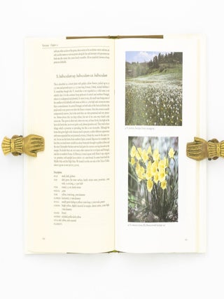 Narcissus. A Guide to Wild Daffodils